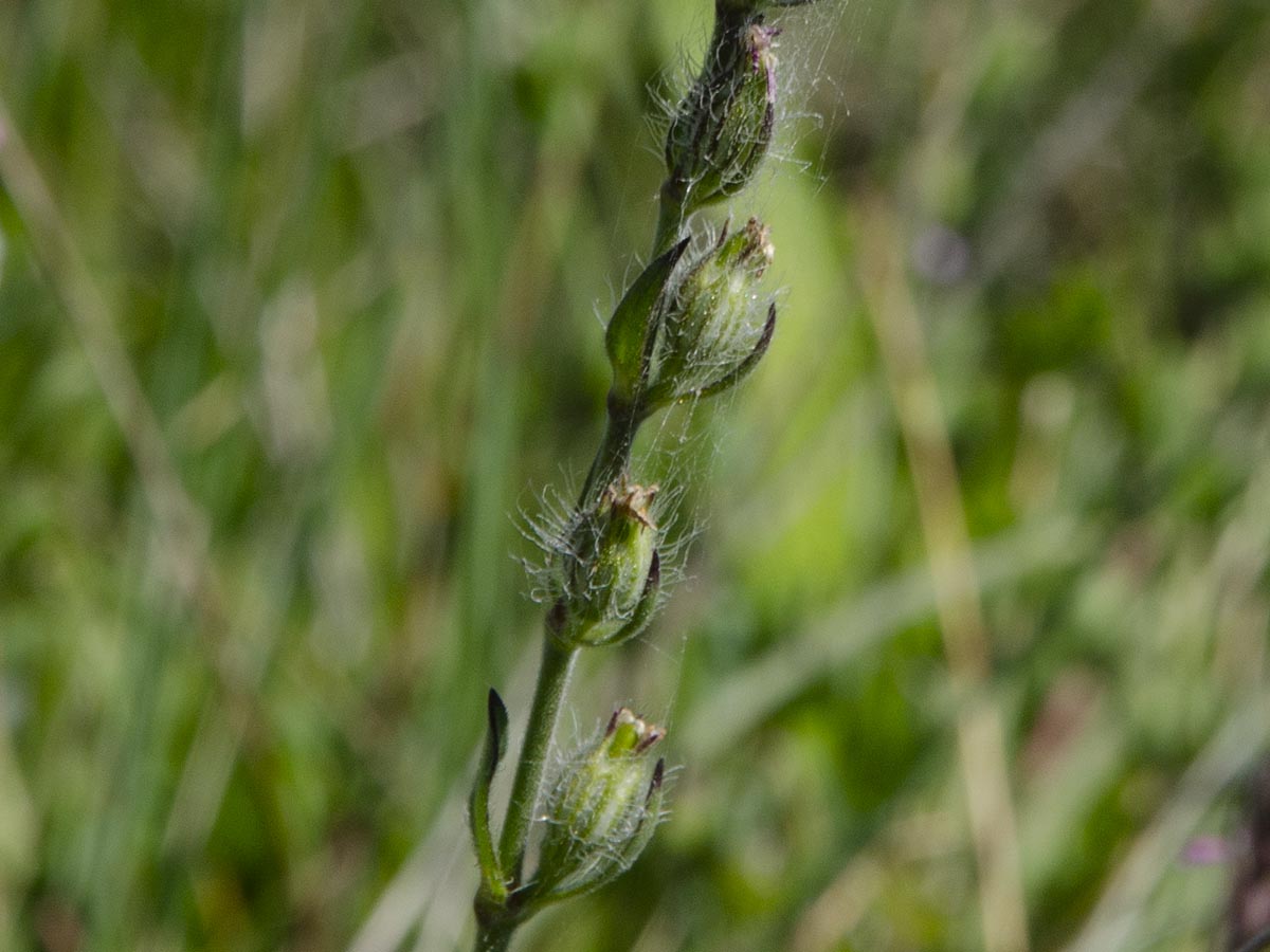 Monochasium
